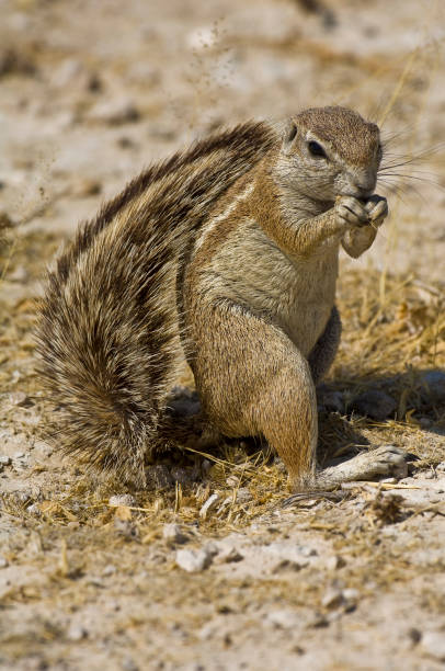 istock South African Ground Squirrel or Cape ground squirrel, Xerus inauris, Using its tail to create shade from the hot sun, Etosha Pan National Park, Namibia, Rodentia, Sciuridae, 1297315963