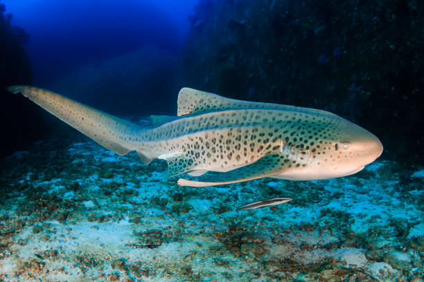 istock A curious Zebra Shark (stegostoma fasciatum) on a deep, underwater tropical reef 1297316097