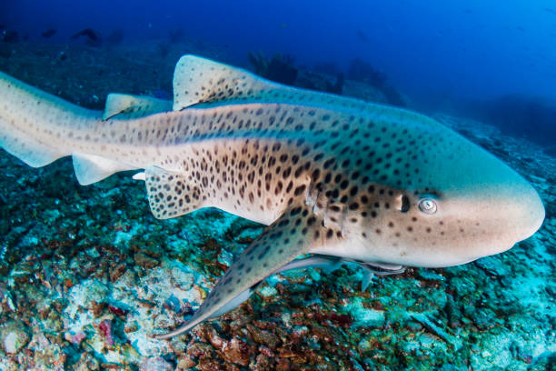 istock A curious Zebra Shark (stegostoma fasciatum) on a deep, underwater tropical reef 1297316109