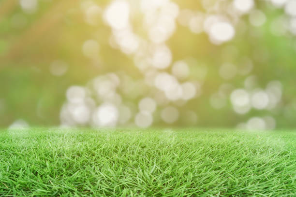istock Green grass and blurred bokeh nature background. 1297318973