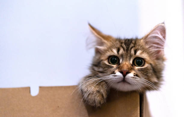 istock Cute Kitten in a cardboard box 1297318996