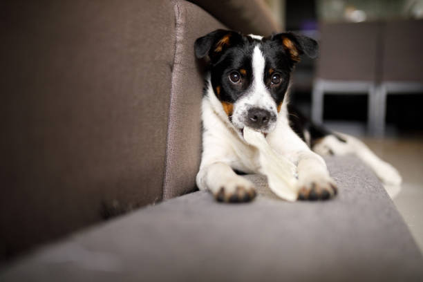 istock Dog eating snack near the couch 1297319025