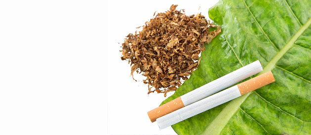 Cigarettes on green tobacco leaf - Nicotiana tabacum