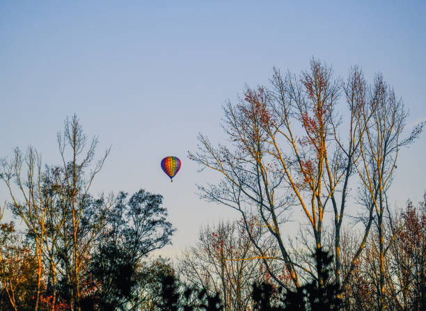 istock Hot Air Balloons Through Winter Trees 1297320031