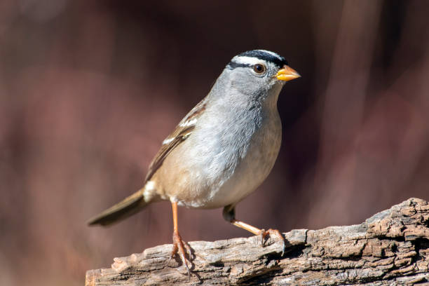 Adult White-crowned Sparrow Facing Left