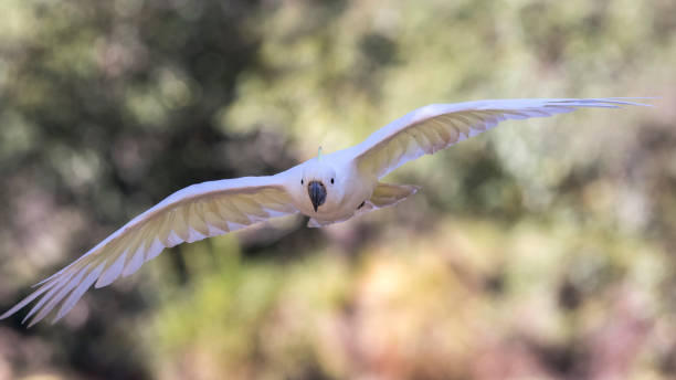 istock Sulphur-crested Cockatoo 1297321151