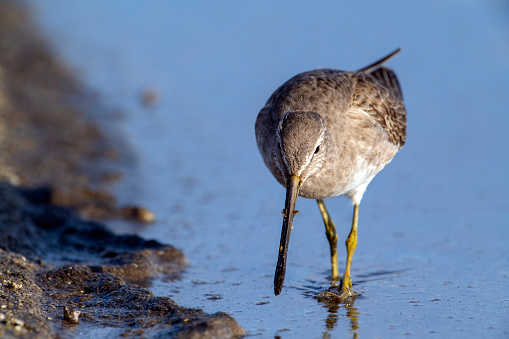 A Long-billed Dowitcher in non-breeding plumage (Limnodromus scolopaceus) in the shallow water of the Salton Sea in Riverside County, southern California.  This medium-sized sandpiper is breeds on the arctic tundra of Canada, Alaska, and eastern Siberia.  It winters primarily inland around ponds and lakes of the southern United States and south through Central America.  This bird has rather short bill for a Long-billed Dowitcher, and is probably a male, as females have longer bills.