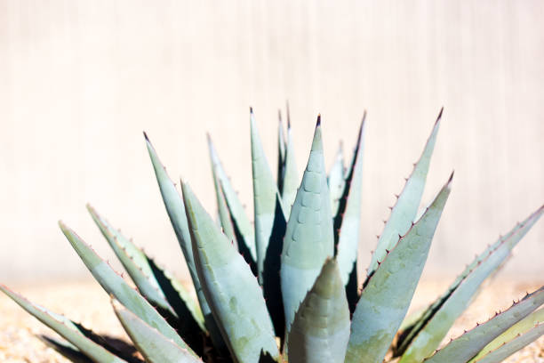 istock Blue Agave (American Aloe) Plant; Tan Background 1297321915
