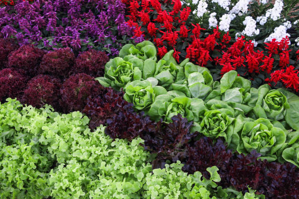 various hydroponic vegetables and flowers farm various hydroponic vegetables and flowers farm. green leaf lettuce stock pictures, royalty-free photos & images