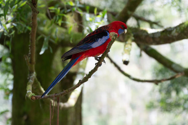 istock tame crimson rosella sitting on a branch in the tree 1297322221