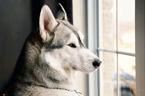 A close up shot of a husky looking out the window.