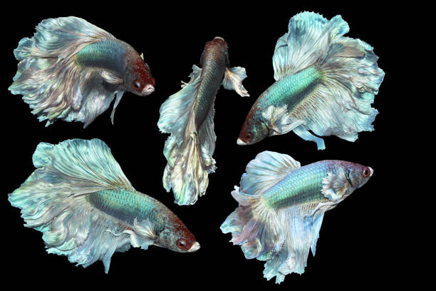 collage green silk betta, cupang, siamese fighting, half moon - fish siamese fighting fish isolated multi colored photos et images de collection