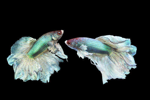 collage green silk betta, cupang, siamese fighting, half moon - fish siamese fighting fish isolated multi colored photos et images de collection