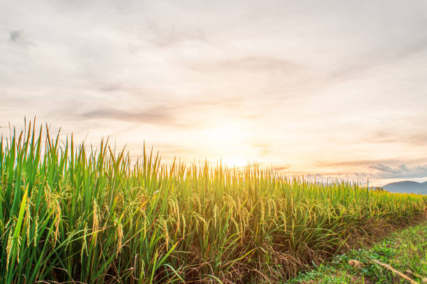 istock Green rice field and sky background in the evening at sunset time. 1297322916