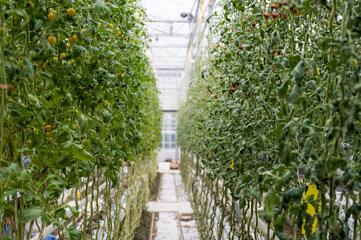 Long rows of high green plants with various color fruits. Tomato growing in modern greenhouse. High-tech hydroponic agriculture.