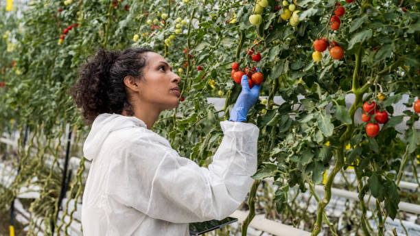 istock Attractive curly-haired Hispanic female scientist examining fruits 1297323905