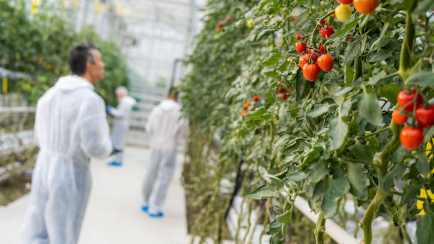 istock Workers in disposable suit working between rows of green plants with various color fruits 1297323984