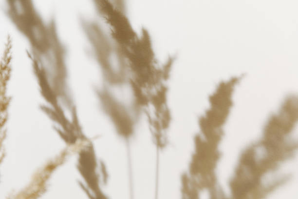 Pampas grass branch on pastel neutral beige background. Flat lay. Minimal, styled concept for bloggers with reeds foliage, sun light and trendy shadow. stock photo