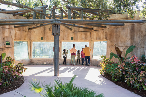 An African-American family with three children visiting the zoo, at a window looking into a large primate exhibit. The boy is 10 years old and the girls are 7 and 9. The parents are in their 30s.