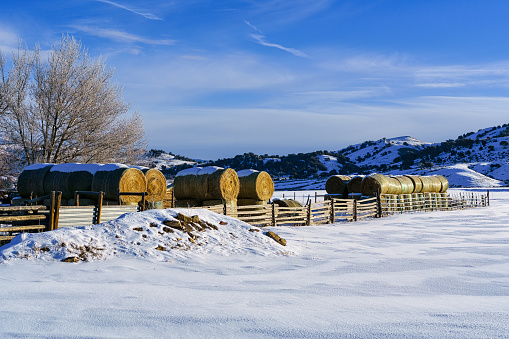 Round Hay Bales in Rural Area Winter - Bales of hay and fresh snow. Ranching and ranches rural theme.