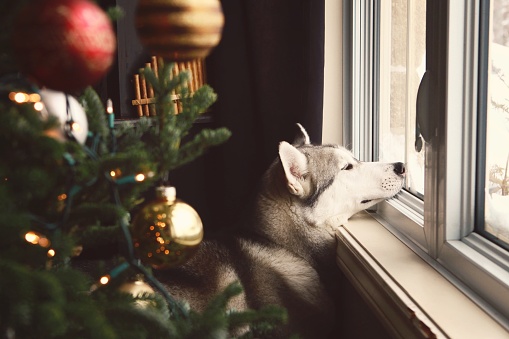 A husky peeks through the window at Christmas time.