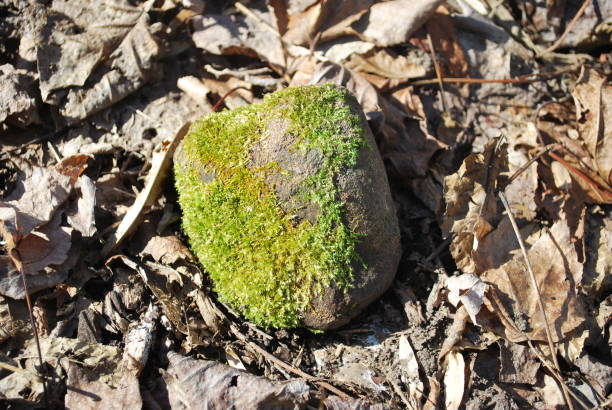 A gray rock with green moss on brown leaves in a forest.