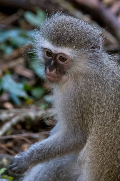 istock Grivet photographed in South Africa. 1297326351