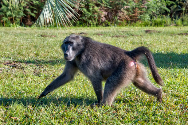 Chacma baboon photographed in South Africa.