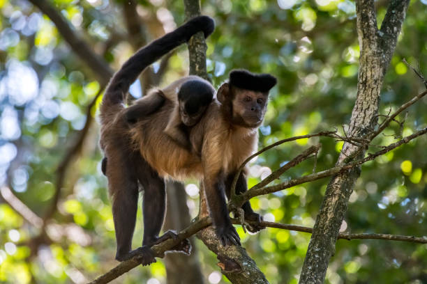 Tufted capuchin photographed in South Africa. stock photo