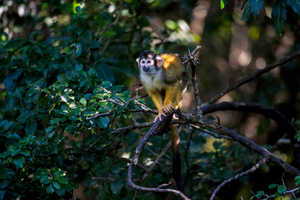 istock Black capped squirrel monkey photographed in South Africa. 1297327247