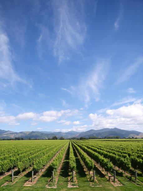 Blenheim Vineyard Orderly rows of grapevines leading to distant hills in Blenheim, New Zealand marlborough new zealand stock pictures, royalty-free photos & images