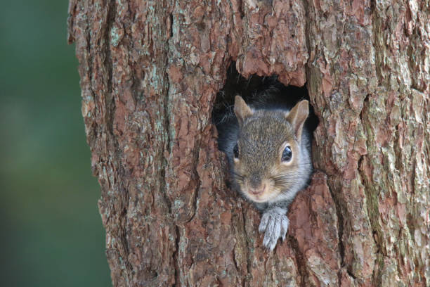 istock Eastern Gray squirrel looking out of a hole in a tree 1297329157