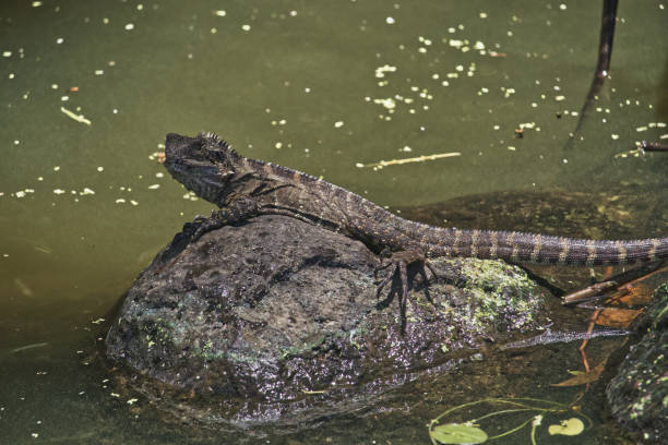 istock Australian wildlife bearded dragon lizard 1297329220