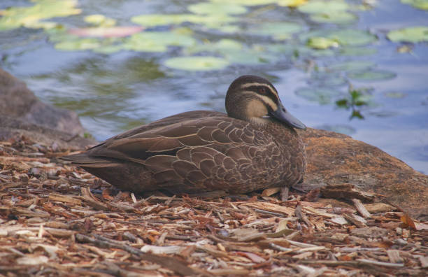 istock Australian wildlife birds duck 1297329378
