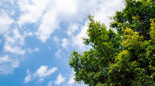 grüner blattbaum auf blauem himmelshintergrund - treetop stock-fotos und bilder