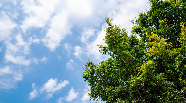 青空背景に緑の葉の木 - treetop tree sky blue ストックフォトと画像