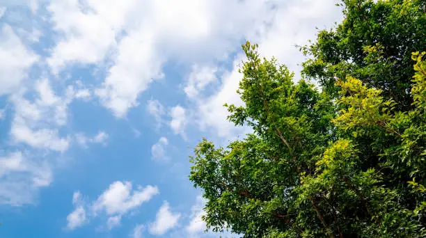 Photo of Green leaf tree on blue sky background