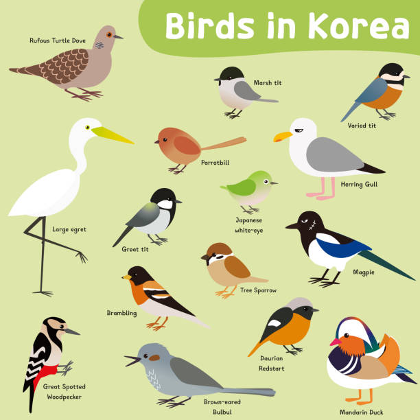Birds living in South Korea. Illustrated fifteen birds living in South Korea. It contains dove, tits, egret, gull, bulbul, magpie, duck and woodpecker. Flat and isolated vector images. parus palustris stock illustrations