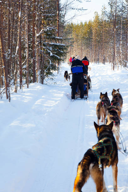 istock Dog sled carries a sleigh 1297331701