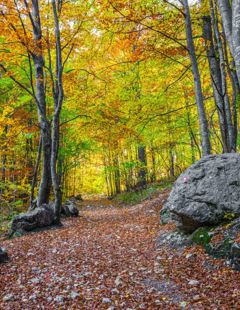 istock The path is strewn with autumn leaves 1297331720