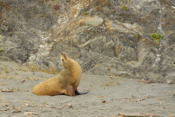 istock Sea Lion arching on the sandy beach 1297332047