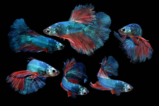 collage betta, various color size and gender cupang, siamese fighting, red blue, half moon - fish siamese fighting fish isolated multi colored photos et images de collection