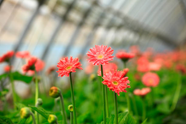 istock African chrysanthemum are in full bloom 1297333492