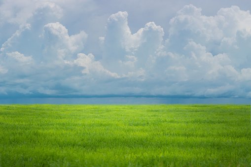 Field of green fresh grass under blue sky.