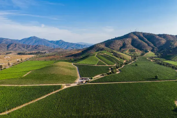 Aerial view of vineyard with hills at behind, at Casablanca, Chile