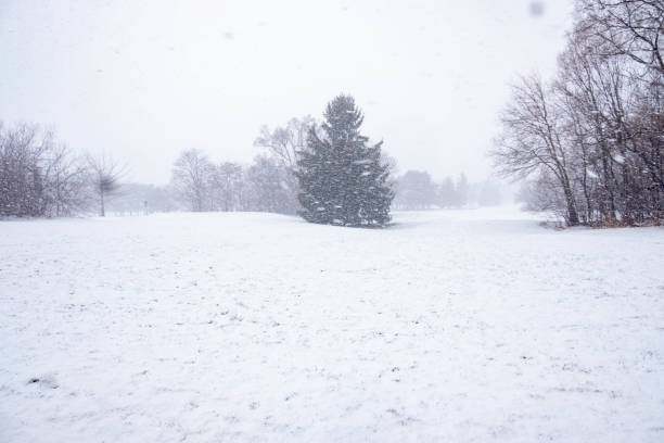 white winter landscape: small soccer field submerded by snow and frosted trees