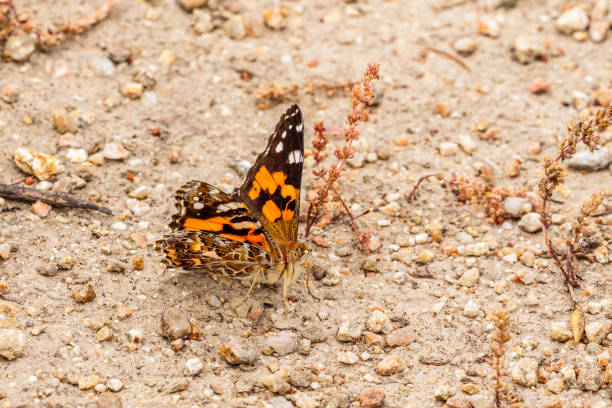 istock Australian Painted Lady on the ground 1297338264