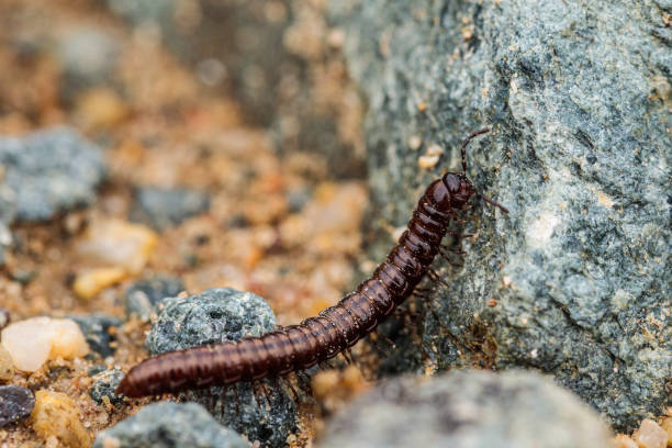 istock Millipede crawling in the dirt 1297338311