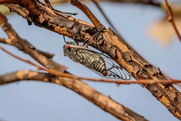 Redeye Cicada on a tree at Gigerline Nature Reserve, ACT on a spring morning in November 2020