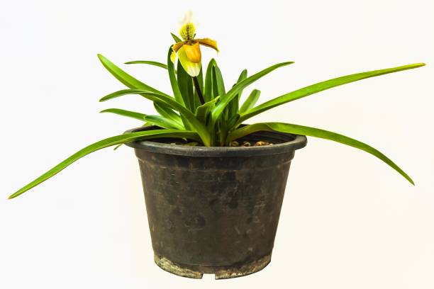 istock Yellow lady slipper orchids in pot isolated on white, Backgrounds 1297341428